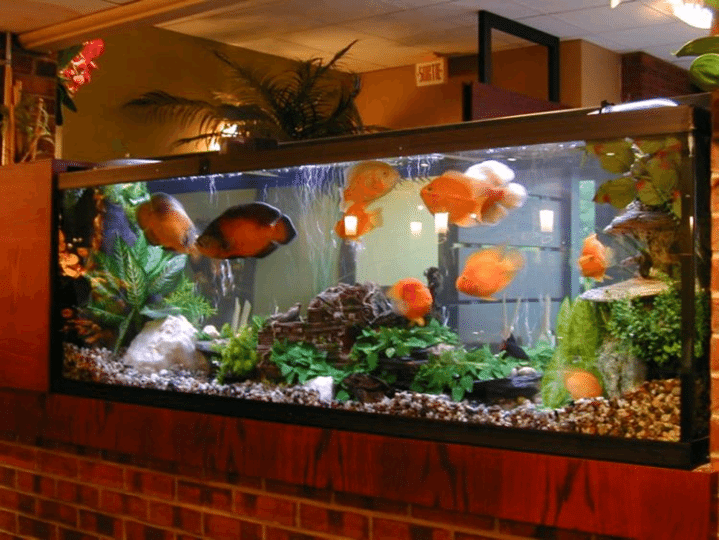 Vastu tips for fish aquarium