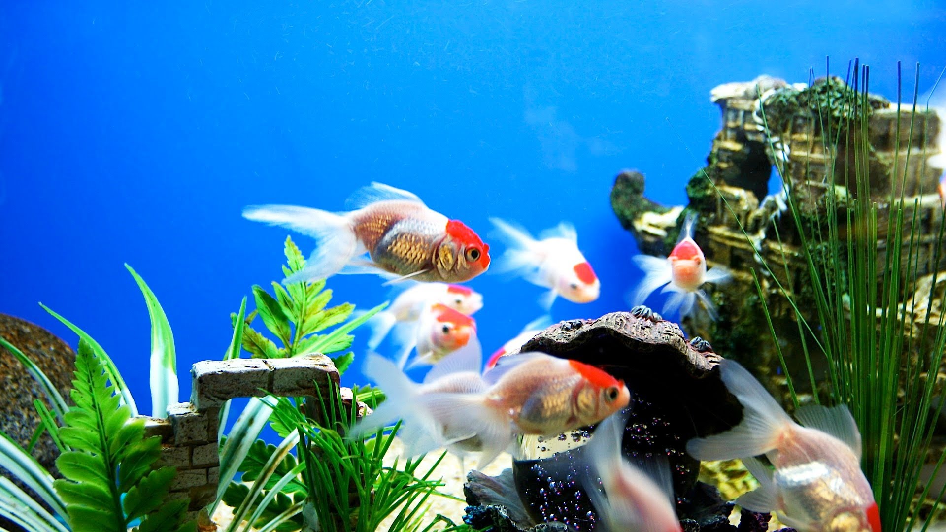 Simple Vastu Tips for Keeping an Aquarium in Your Home