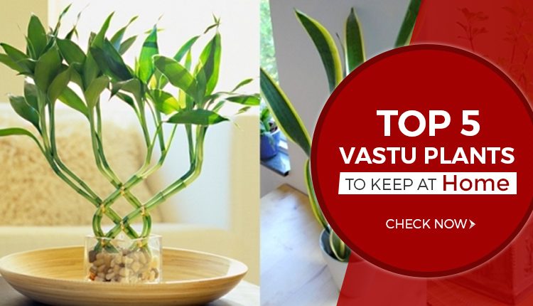 Top 5 Vastu Plants to Keep in Home